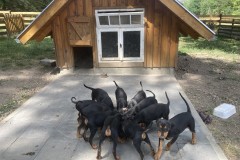 Deutsche Pinscher aus eigener Zucht